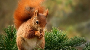 Imagini haioase! Mai mulți soldați fug când sunt "atacați" de o veveriță (VIDEO)