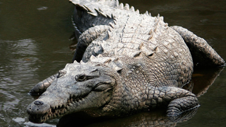 "M-a prins un crocodil"! Ultimele cuvinte ale unei femei, înainte să dispară sub apă