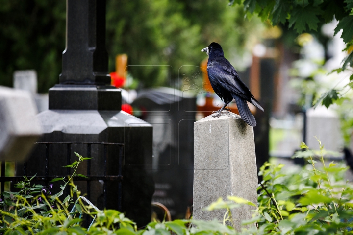 Unora le pasă, altora nu! Cum arată cimitirile din Chişinău după Paştele Blajinilor (FOTOREPORT)