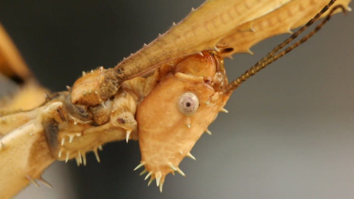 Insectă uriașă, descoperită în sudul Chinei. Vei rămâne uluit de dimensiunele acestei vietăți (FOTO)