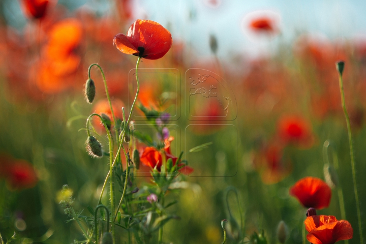 EXPLOZIE DE CULOARE în Moldova! Lanurile de maci în floare atrag toate privirile (FOTOREPORT)