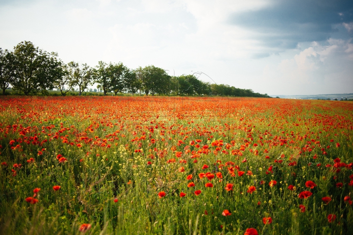 EXPLOZIE DE CULOARE în Moldova! Lanurile de maci în floare atrag toate privirile (FOTOREPORT)