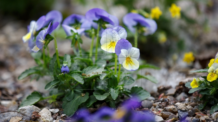 SUNT PERICULOASE! Florile din grădină despre care nu ştiai că te pot omorî