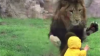 SCENĂ ŞOCANTĂ la o grădină ZOO din Japonia: Un leu fioros atacă un copil (VIDEO)