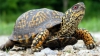 Peste 50 de broaște țestoase de la Grădina Zoologică au fost eliberate în râul Nistru