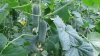 Producţia de legume autohtone, AFECTATĂ DE PLOI. Prognozele agricultorilor