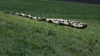 Un cioban și aproape 100 de oi au murit după ce au fost loviți de fulger