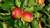 Frunzele de măr pot fi utilizate ca medicament. Remediul neştiut până acum 