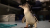 PREMIERĂ! Un pinguin s-a ales cu o proteză imprimată 3D (VIDEO)