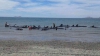 CATASTROFĂ ECOLOGICĂ! 32 de balene-pilot au eșuat pe o plajă din Java