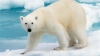 Un urs polar a fost împuşcat mortal după ce a atacat un paznic, la Polul Nord