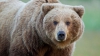 Urșii dintr-o rezervație din Seattle au fost alintați cu somon de localnici