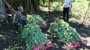 Afacere înfloritoare, dar ILEGALĂ! Ce au găsit poliţiştii în grădinile mai multor persoane (FOTO)