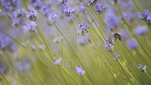 METEO 21 IUNIE: Cod Galben de CANICULĂ în toată ţara. Câte grade vor indica termometrele