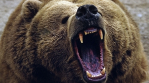 18 oameni au mâncat carne de urs fără să ezite. CE A URMAT E GROAZNIC