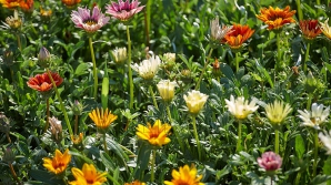 Vreme caniculară în următoarele zile. Care vor fi maximele termice