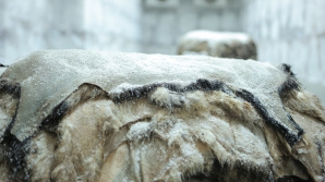 Un bărbat din Slobozia Mare a deschis o AFACERE PROFITABILĂ care se bucură de SUCCES peste hotare