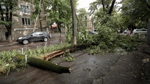 Un funcționar de la Primărie, REȚINUT în urma copacului prăbușit ieri în Capitală