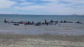 CATASTROFĂ ECOLOGICĂ! 32 de balene-pilot au eșuat pe o plajă din Java