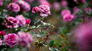 METEO 7 Iunie: Sinopticienii prognozează vreme frumoasă pe întreg teritoriul ţării