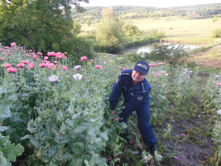 Afacere înfloritoare, dar ILEGALĂ! Ce au găsit poliţiştii în grădinile mai multor persoane (FOTO)