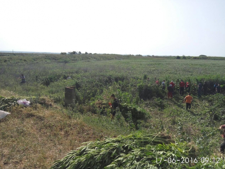 Afacere înfloritoare, dar ILEGALĂ! Ce au găsit poliţiştii în grădinile mai multor persoane (FOTO)