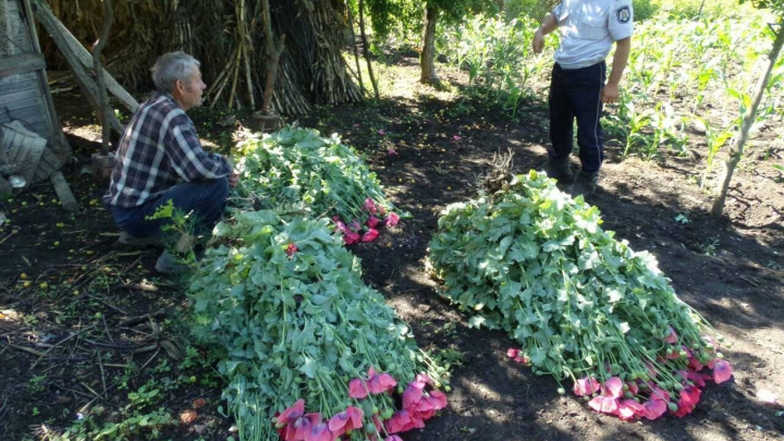 Afacere înfloritoare, dar ILEGALĂ! Ce au găsit poliţiştii în grădinile mai multor persoane (FOTO)