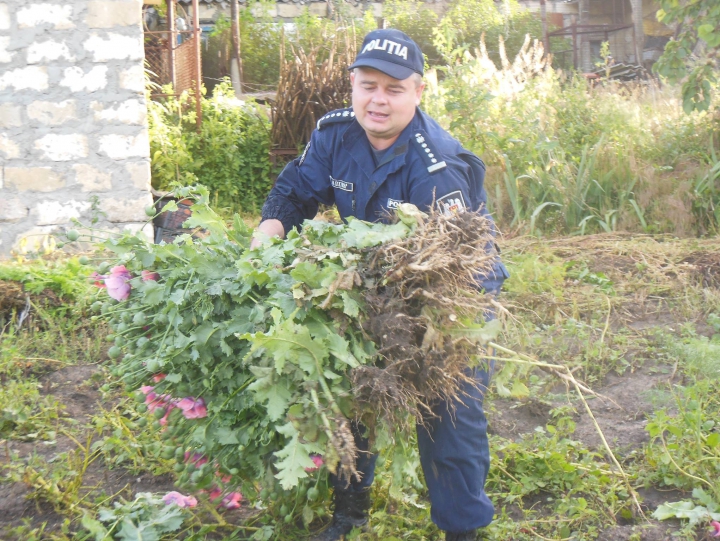 Afacere înfloritoare, dar ILEGALĂ! Ce au găsit poliţiştii în grădinile mai multor persoane (FOTO)