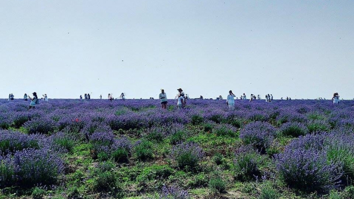 A doua ediţie a festivalului levănţicii a venit cu noi surprize. Ce au pregătit organizatorii (GALERIE FOTO)