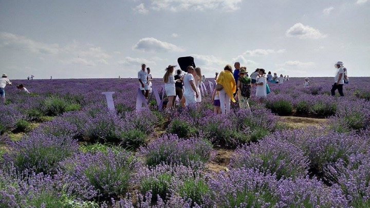 A doua ediţie a festivalului levănţicii a venit cu noi surprize. Ce au pregătit organizatorii (GALERIE FOTO)