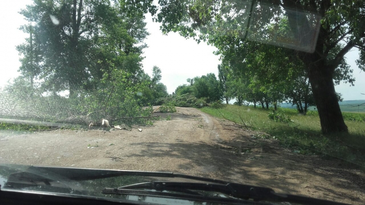 Rafalele puternice de vânt au doborât mai mulţi copaci la intrarea în satul Cuşmirca (FOTO)