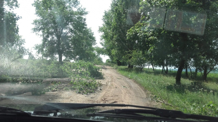 Rafalele puternice de vânt au doborât mai mulţi copaci la intrarea în satul Cuşmirca (FOTO)