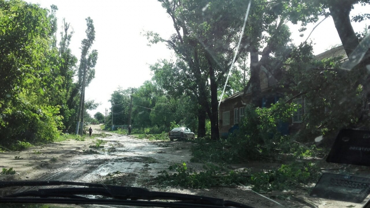 Rafalele puternice de vânt au doborât mai mulţi copaci la intrarea în satul Cuşmirca (FOTO)