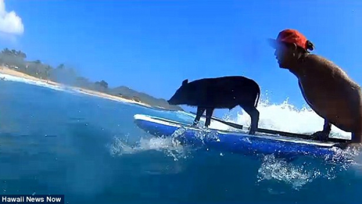 Surfing-ul nu este doar pentru oameni! Un purcel pluteşte pe placa de surf mai ceva ca un om