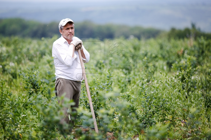 PLANTAŢIE UNICĂ ÎN MOLDOVA! Afacerea de succes a unui fost militar din Străşeni (FOTOREPORT)