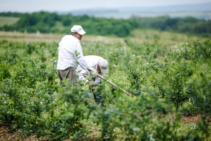 PLANTAŢIE UNICĂ ÎN MOLDOVA! Afacerea de succes a unui fost militar din Străşeni (FOTOREPORT)