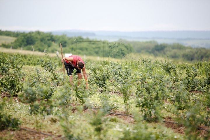 PLANTAŢIE UNICĂ ÎN MOLDOVA! Afacerea de succes a unui fost militar din Străşeni (FOTOREPORT)