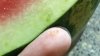 REVOLTĂTOR! Un bărbat din Capitală a cumpărat un pepene verde, dar s-a speriat când l-a tăiat (VIDEO)