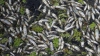 Zeci de pești morți zac şi putrezesc la soare pe malul unui lac din satul Hârtop. Ce amendă va primi arendaşul