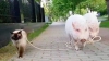 Prieteni de NEDESPĂRŢIT! Un motan se lasă plimbat în lesă de un porc (VIDEO)