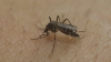 ALERTĂ! Țânțarul-tigru, cel care transmite virusul Zika și Febra Galbenă, a apărut în Constanța