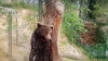 NO COMMENT: Un urs, ÎMPUŞCAT în timp ce încerca să scape din noua sa grădină zoologică