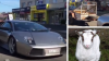 VIRAL PE INTERNET! Un australian plimbă ovine într-un Lamborghini (VIDEO)