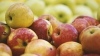 VESTE BUNĂ! 43 de companii din Moldova au primit dreptul de a exporta fructe pe piaţa rusă