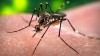 ALERTĂ! Virusul Zika a fost confirmat în România