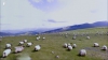 INEDIT! Insulele Feroe văzute prin ochii oilor (VIDEO)
