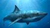 Top 5 mituri false despre rechini. Care este cea mai mare ameninţare a creaturilor periculoase