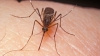 ALARMANT! Oameni de știință din Brazilia au găsit urme ale virusului Zika la țânțari comuni