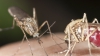 ALERTĂ în România! Încă un caz de infectare cu virusul Zika