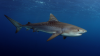 INCREDIBIL! Ce a arătat ecografia unei femele de rechin tigru (VIDEO)